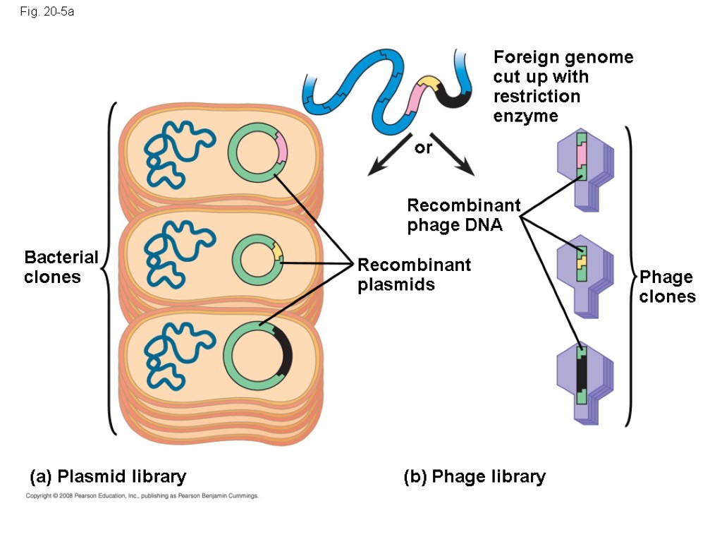 Fig. 20-5a Bacterial clones Recombinant plasmids Recombinant phage DNA or Foreign genome cut up